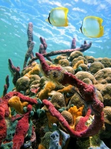 colourful sea sponges - International Magazine Kreol colourful sea sponges