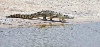 Australian Saltwater Crocodiles - International Magazine Kreol Australian Saltwater Crocodiles