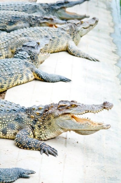 Saltwater Crocodiles - International Magazine Kreol Saltwater Crocodiles