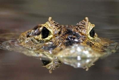 Saltwater Crocodiles - International Magazine Kreol Saltwater Crocodiles