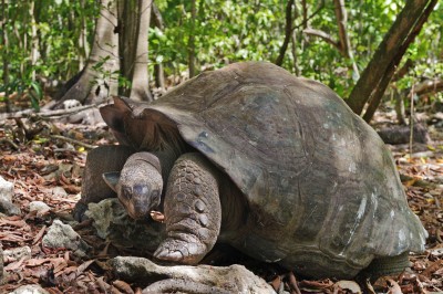 Giant Tortoise from the Seychelles - International Magazine Kreol Giant Tortoise from the Seychelles