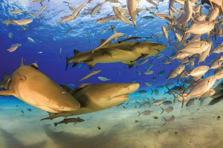 4 Lemon sharks - International Magazine Kreol Lemon sharks are the most abundant large sharks in Aldabra.