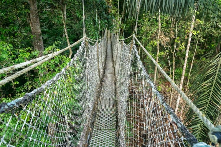 Iwokrama Canopy walkway - International Magazine Kreol Iwokrama Canopy walkway