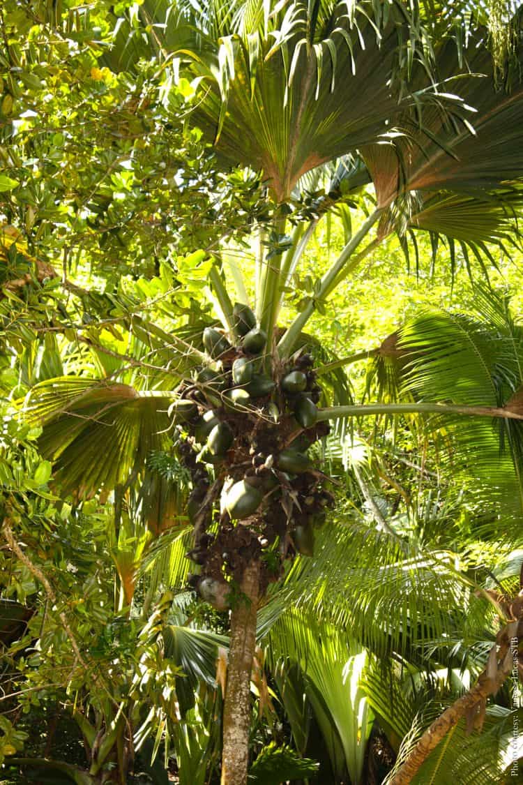 Fond Ferdinand Foundation - International Magazine Kreol Fond Ferdinand Foundation