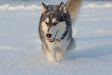 Alaska