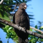 Black Parrot - International Magazine Kreol Black Parrot