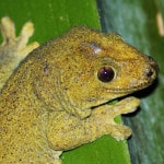 Bronze gecko - International Magazine Kreol Bronze gecko