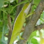 Chameleon - International Magazine Kreol Chameleon