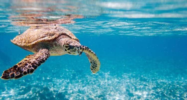 Hawksbill sea turtle swimming in Indian ocean in Seychelles - International Magazine Kreol Hawksbill sea turtle swimming in Indian ocean in Seychelles