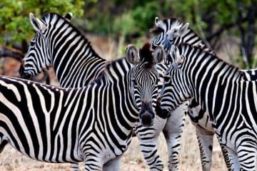 Zebras