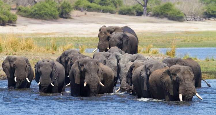 Botswana - International Magazine Kreol Botswana