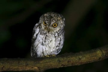 Scops Owl