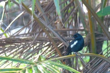 Seychelles Magpie Robin