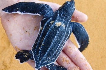 Giant Leatherback Turtle