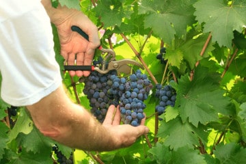 Grapes_picking