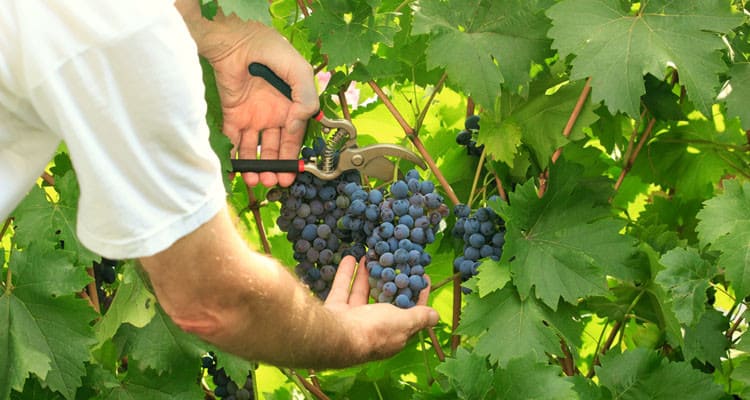Grapes_picking - International Magazine Kreol Grapes_picking