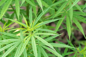 Marijuana