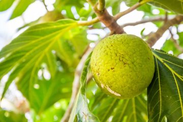 breadfruit