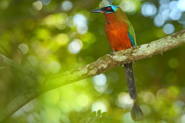 Trinidad Motmot Momotus bahamensis perched on branch.