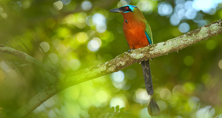 Asa Wright - International Magazine Kreol Trinidad Motmot Momotus bahamensis perched on branch.