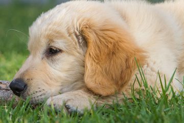 Golden retriever puppy 3 months
