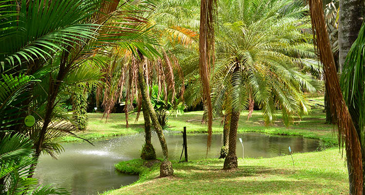Martinique - International Magazine Kreol Martinique