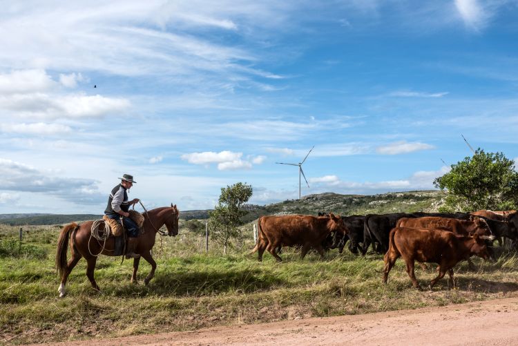 Gaucho herding cows - International Magazine Kreol Gaucho herding cows