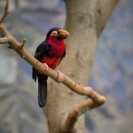 Big beak bird Chestnut - International Magazine Kreol Big beak bird Chestnut