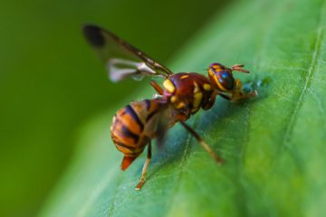 Bee