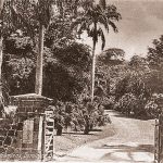 Roseau Botanic Gardens