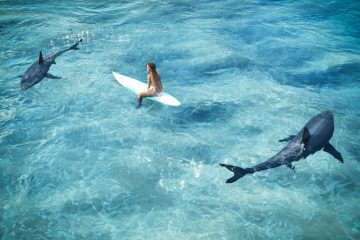 Shark-surfer