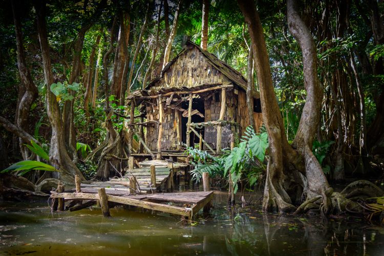 Cabin in the forest and mangrove on a river bank at the indian river in Dominica - International Magazine Kreol Cabin in the forest and mangrove on a river bank at the indian river in Dominica