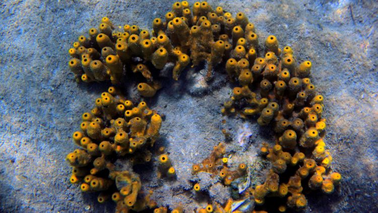 Champagne Reef - International Magazine Kreol Champagne Reef