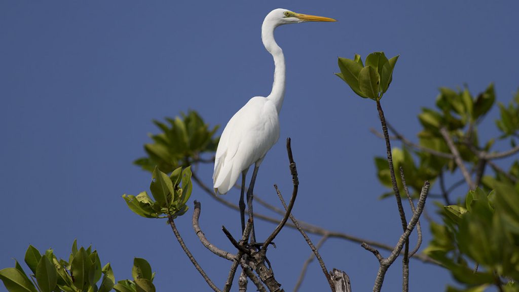 Lafayette Birds - International Magazine Kreol Lafayette Birds