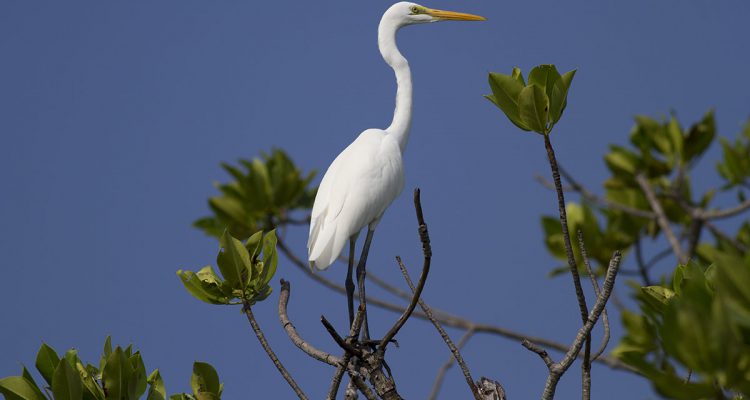 Lafayette Birds - International Magazine Kreol Lafayette Birds