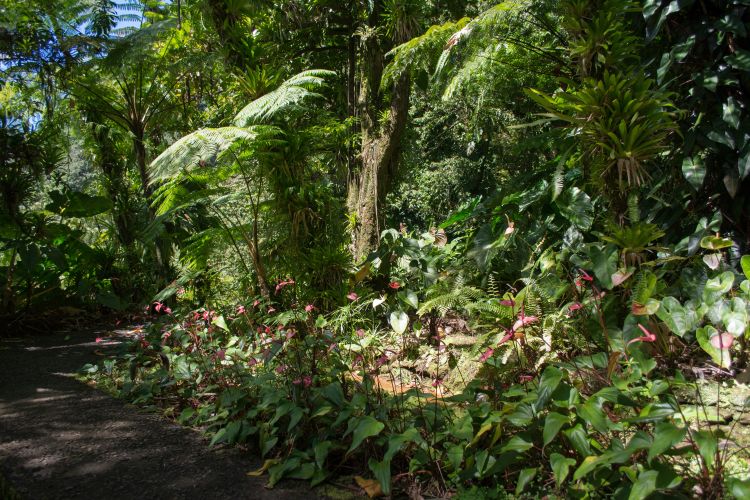 Papillote Tropical Gardens. Plant Flowers and Rain Forest Path - International Magazine Kreol Papillote Tropical Gardens. Plant Flowers and Rain Forest Path