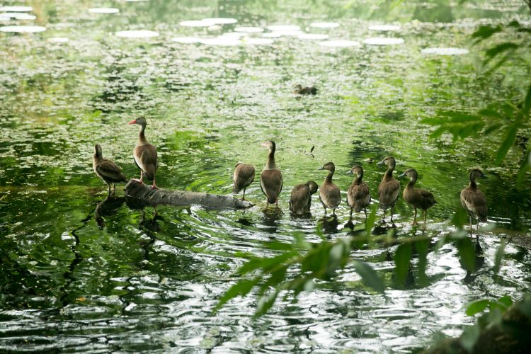 Pointe-à-Pierre Wild Fowl Trust, bird sanctuary and organization for conservation of wetlands and waterfowl in Trinidad - International Magazine Kreol Pointe-à-Pierre Wild Fowl Trust, bird sanctuary and organization for conservation of wetlands and waterfowl in Trinidad