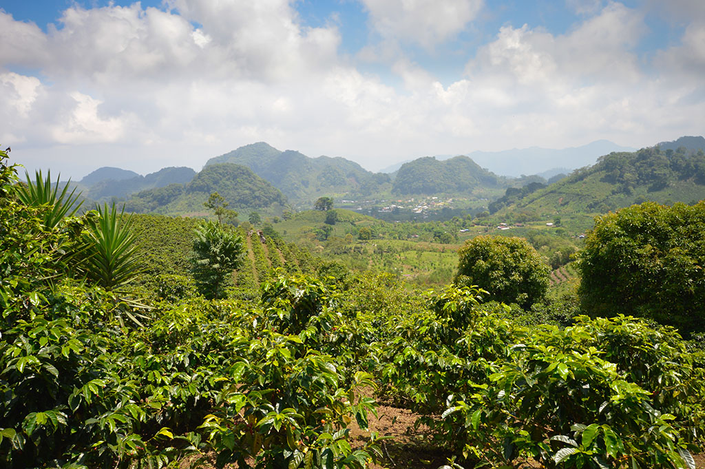 Coffee plantations in the highlands of western Honduras by the Santa Barbara National Park - International Magazine Kreol Coffee plantations in the highlands of western Honduras by the Santa Barbara National Park