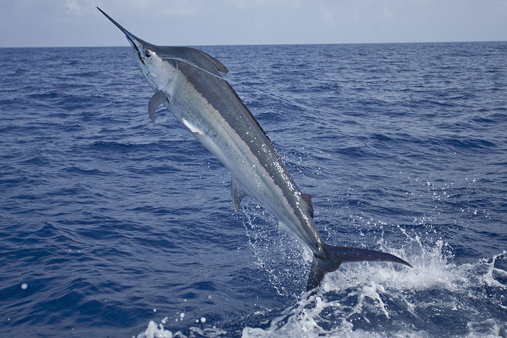 CloseUpLeapingMarlin - International Magazine Kreol Malindi, Kenya