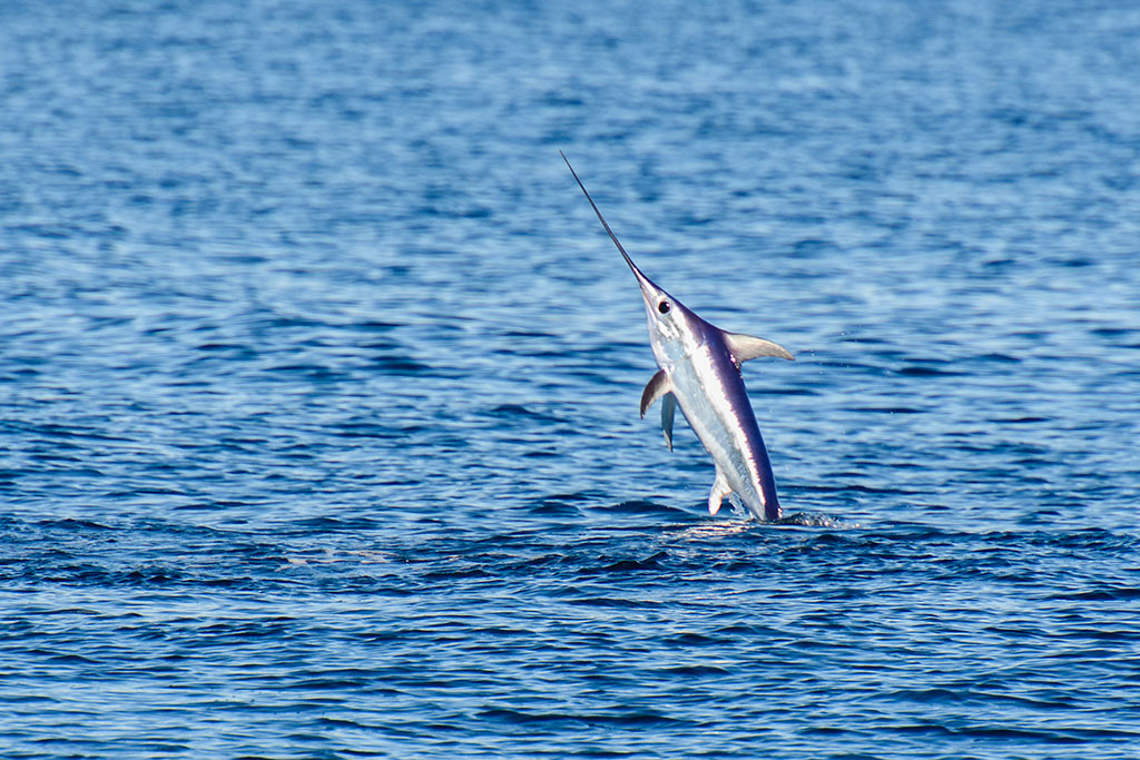 FishSwordInAJump - International Magazine Kreol Malindi, Kenya