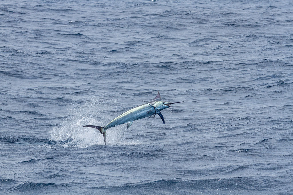 LeapingBlueMarlin - International Magazine Kreol Malindi, Kenya