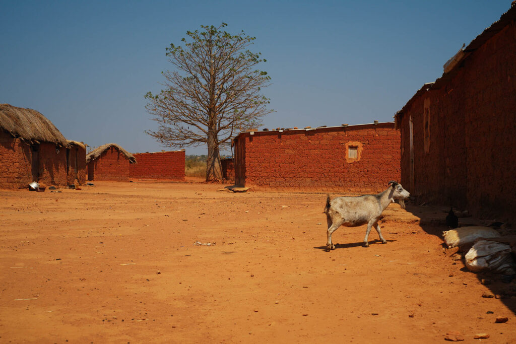WideViewOfGoatInMalanjeVillageAngola - International Magazine Kreol Wide view of goat in Malanje village, Angola