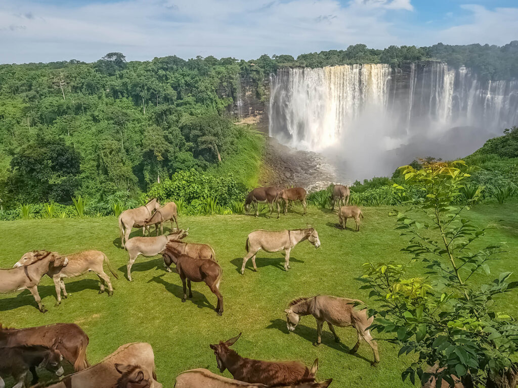 ViewOfTheKalandulaWaterfallsOnLucalaRiverDonkeysGrazing - International Magazine Kreol View of the Kalandula waterfalls on Lucala river, Donkeys grazing in a field of herbs, tropical forest and cloudy sky as background, in Angola