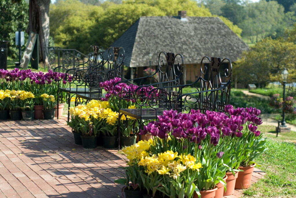 Flowers Beau Jardin - International Magazine Kreol Natchitoches