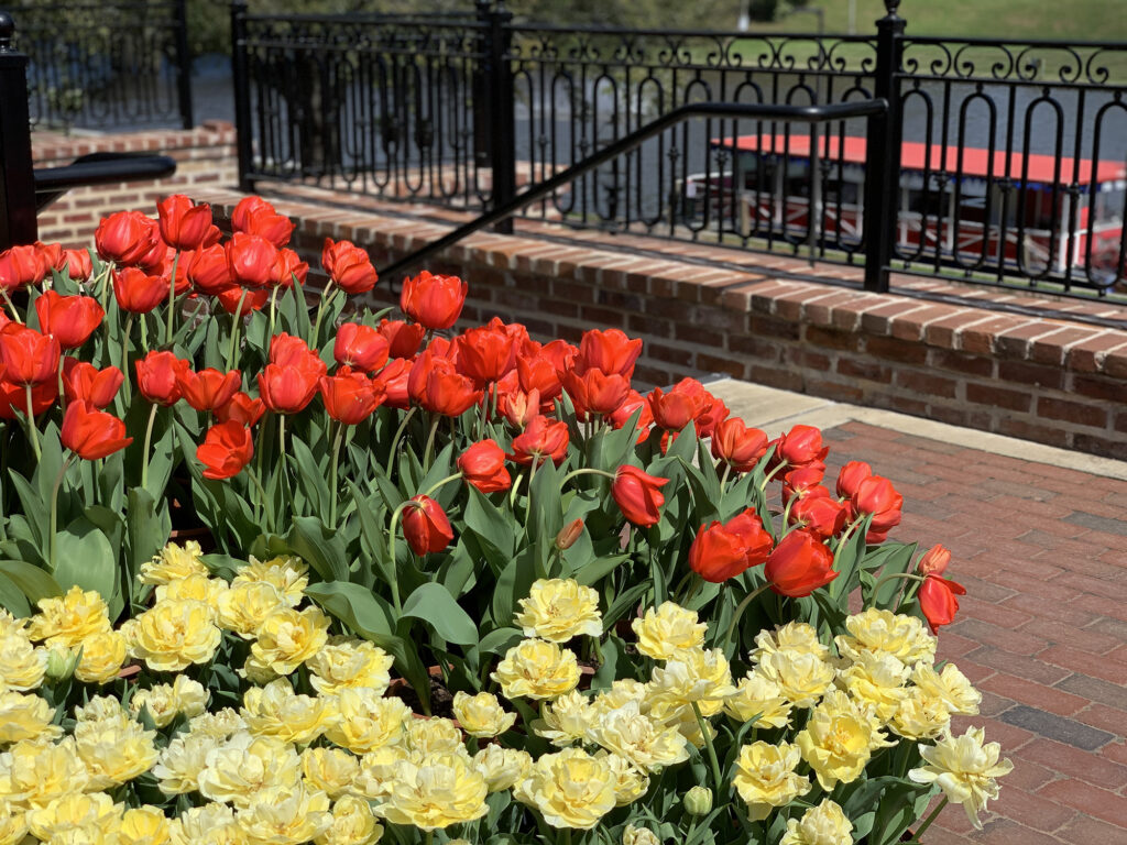 Tulips - International Magazine Kreol Natchitoches