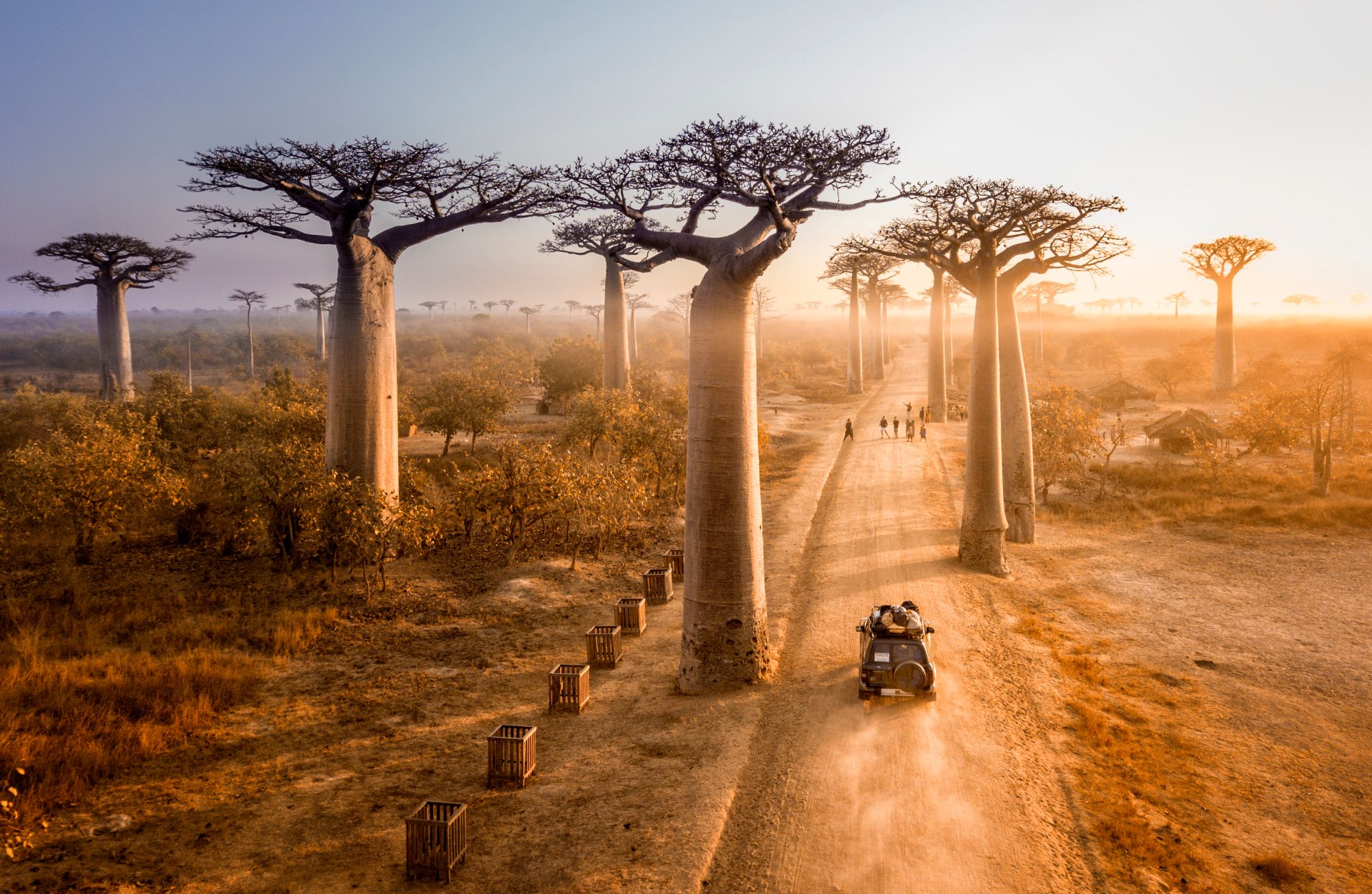 Beautiful Baobab Trees Avenue Of The Baobabs In Madagascar - International Magazine Kreol Madagascar