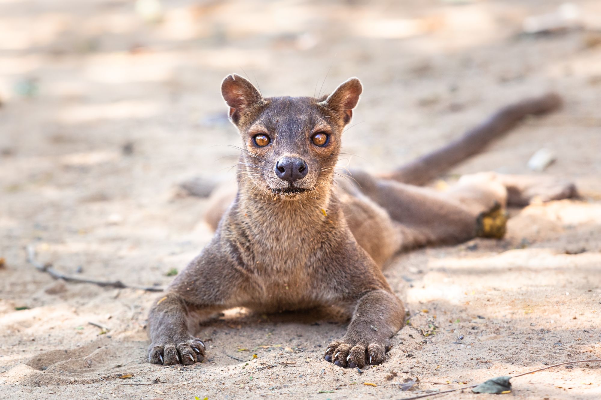 Endemic Madagascar Fossa - International Magazine Kreol Madagascar