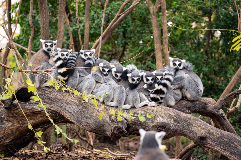 Group Of Ring - Tailed Lemurs - International Magazine Kreol Madagascar