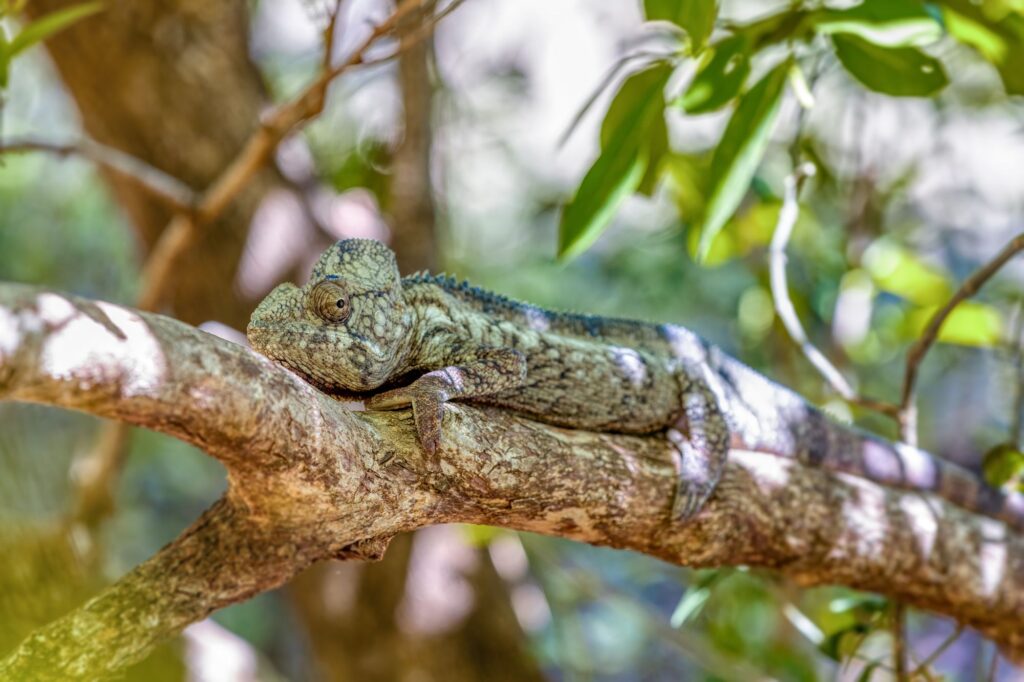 Malagasy Giant Chameleon Or Oustalets Chameleon - International Magazine Kreol Madagascar