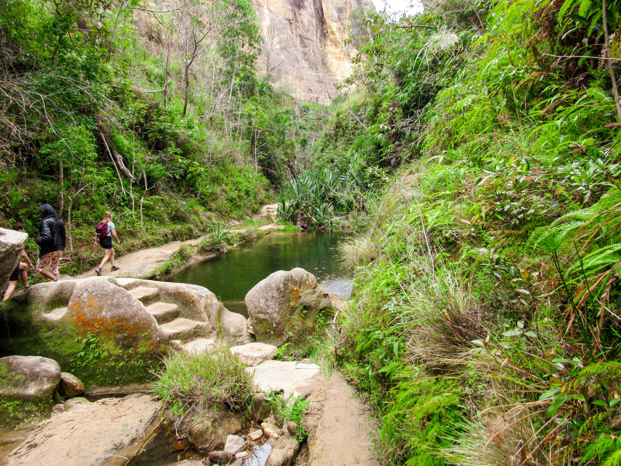 The Lush Primeval Forest In Ranomafana National Park In Madagascar - International Magazine Kreol Madagascar
